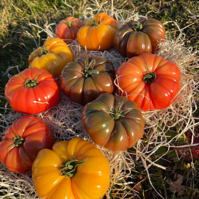 Sandra & Matthieu - Tomates