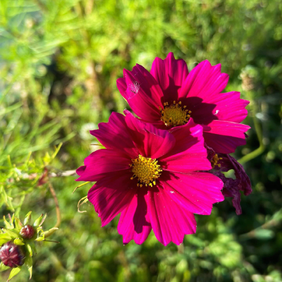 Jardin d'Aliwen - Fleurs
