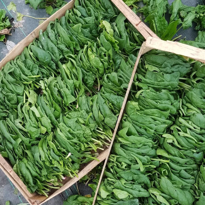 Jardin d'Aliwen - Légume 11