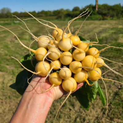 Jardin d'Aliwen - Légume 12