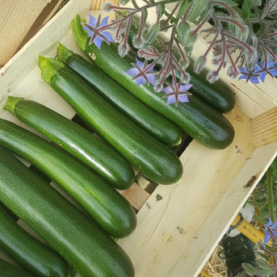 Jardin d'Aliwen - Légume 17