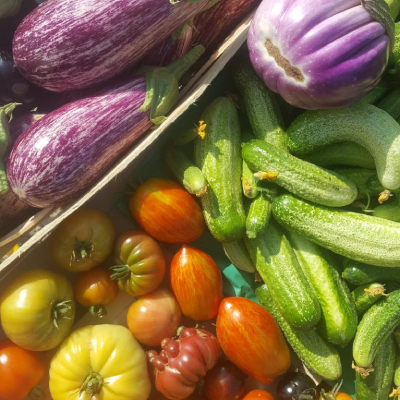 Jardin d'Aliwen - Légume 19