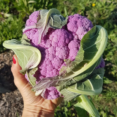 Jardin d'Aliwen - Légume 6
