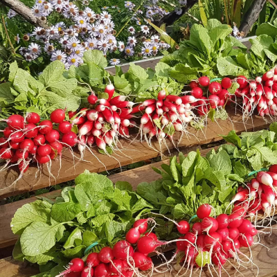 Jardin d'Aliwen - Légume 7
