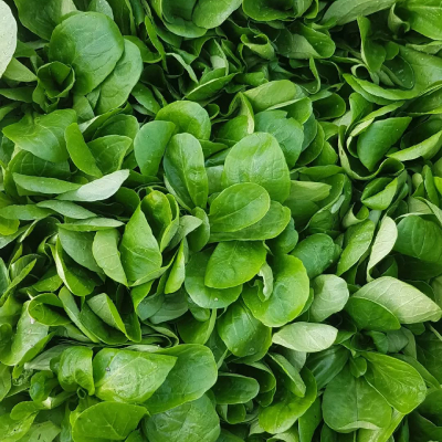 Jardin d'Aliwen - Légume 8