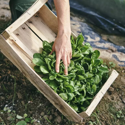 Jardin d'Aliwen - Légume 9