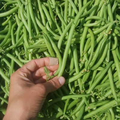 Jardin d'Aliwen - Légumes 18