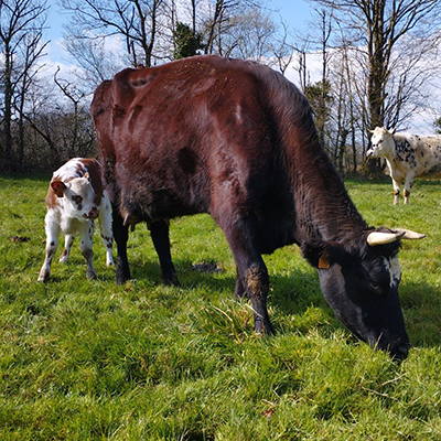ferme de lancé - vaches