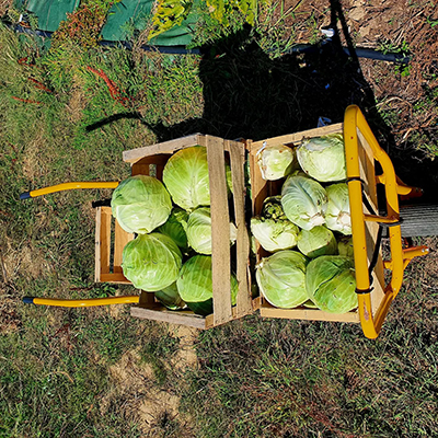 Les légumes d'hortense légumes-1