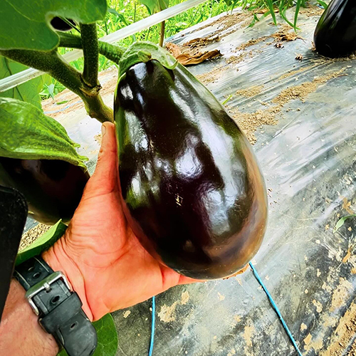 Thom pousse aubergine