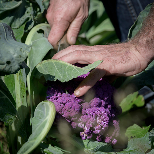 Thom pousse chou (2)