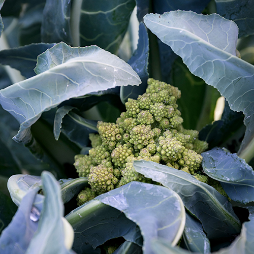 Thom pousse chou (3)