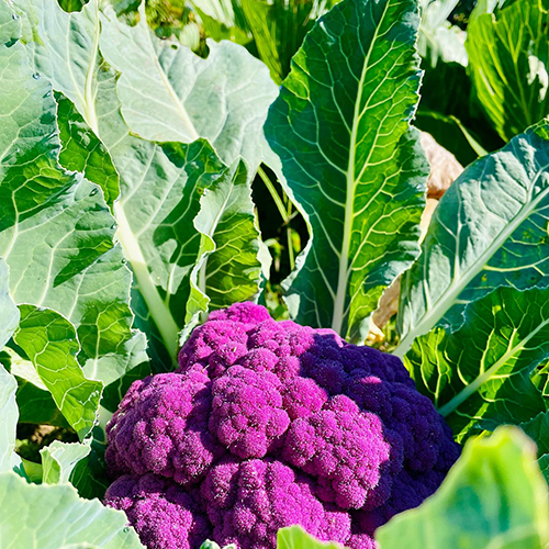 Thom pousse chou (4)