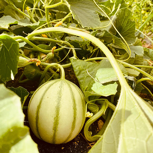 Thom pousse melon