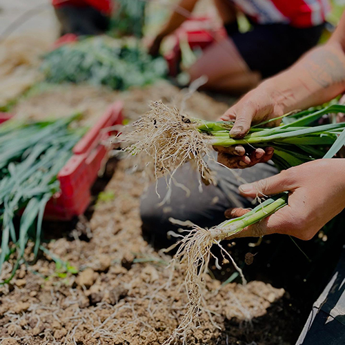 Thom pousse récolte (2)