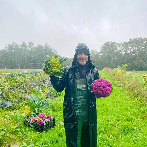 Thom pousse récolte chou