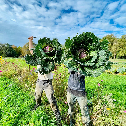 Thom pousse récolte