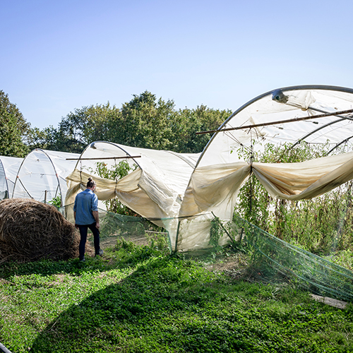 Thom pousse serre (2)