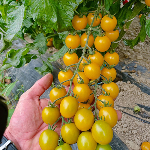 Thom pousse tomate (2)