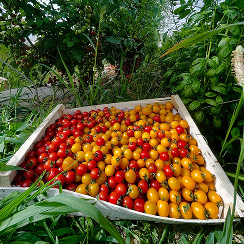 Thom pousse tomate (3)