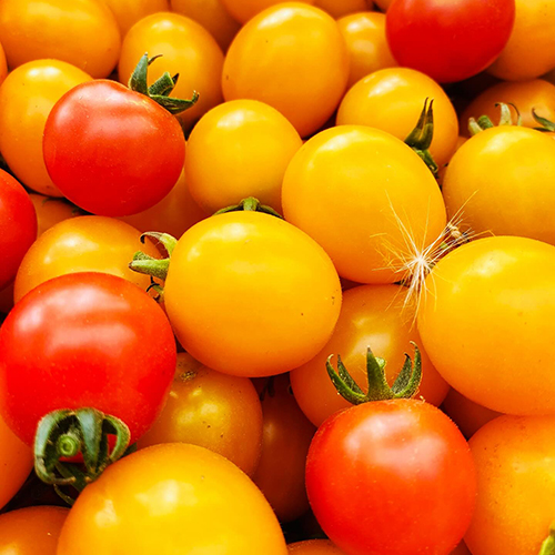 Thom pousse tomate (4)