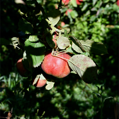 pomme rouge