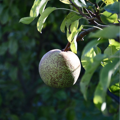 pomme verte