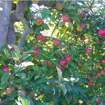pommier