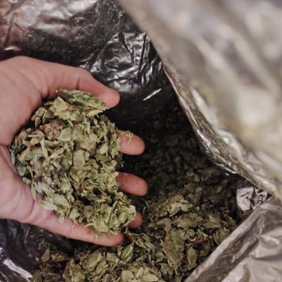 houblon séché-petillhops