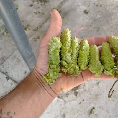 houblon-petillhops
