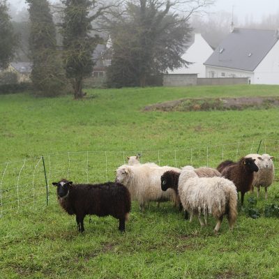 moutons tiphaine dubreil