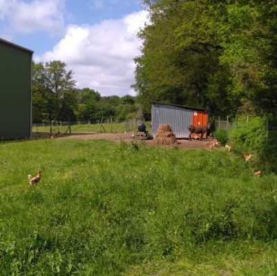 plumes de l'isac poule et ane