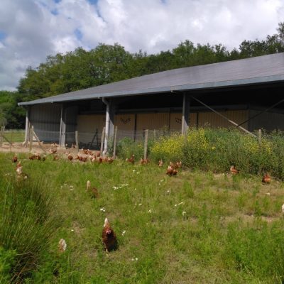 poules plumes de l'isac