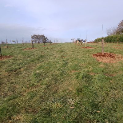 PlantationVerger plumes de l'isac