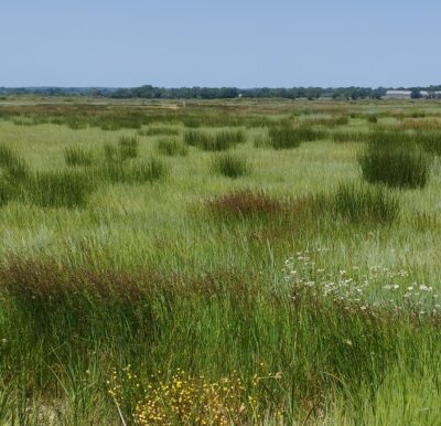 parcelle-paturee_photo_maelle-le-strat_cpie_lo-580x386