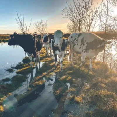 marais-troupeau-lpm-2