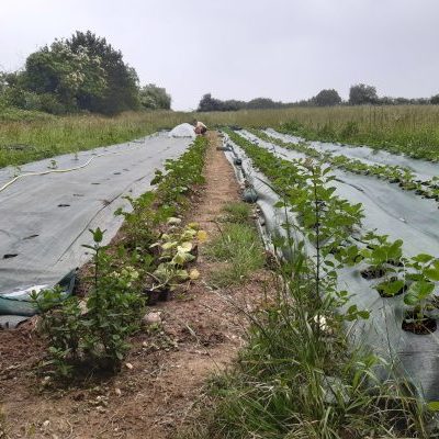 premières implantations