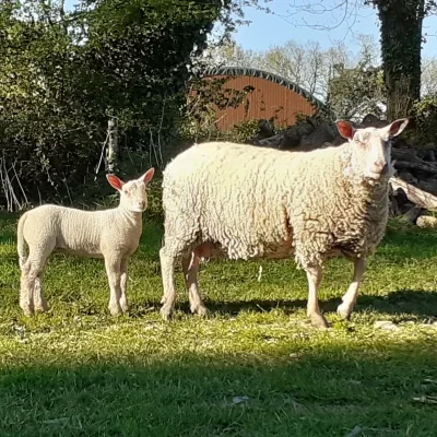 ferme du petit grain moutons 2