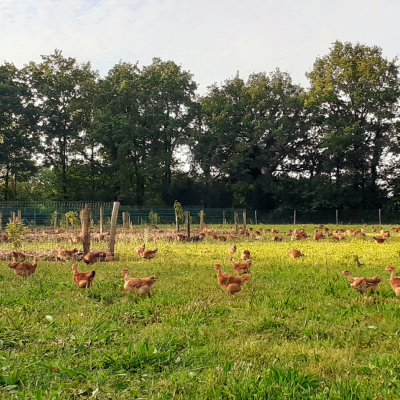 ferme du petit grain poules 2