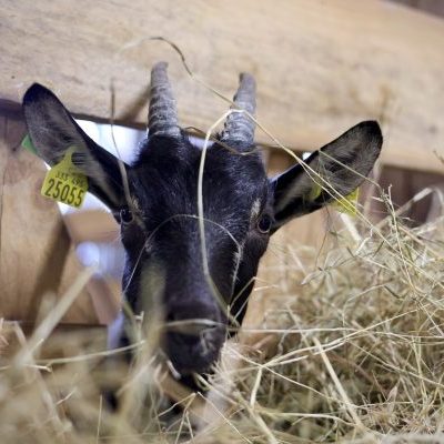 Vertou, le 03-10-2025.
Nantes Métropole compte plus de 245 producteurs et productrices agricoles. Focus sur 5 agriculteurs et agricultrices Bio qui remplissent nos assiettes, en adoptant des pratiques résilientes face aux aléas climatiques.

Ici, Julien Marchais Rêve de chèvre, 28 rte de Saint-Fiacre à Vertou. 

Pour Ophélie Lemarié