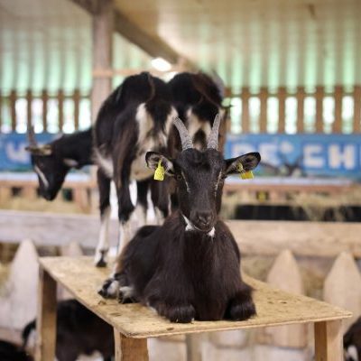 Vertou, le 03-10-2025.
Nantes Métropole compte plus de 245 producteurs et productrices agricoles. Focus sur 5 agriculteurs et agricultrices Bio qui remplissent nos assiettes, en adoptant des pratiques résilientes face aux aléas climatiques.

Ici, Julien Marchais Rêve de chèvre, 28 rte de Saint-Fiacre à Vertou. 

Pour Ophélie Lemarié