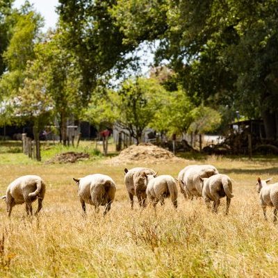 ferme du petit grain moutons
