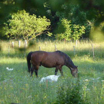 ferme du petit grain cheval