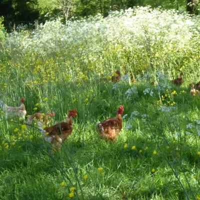 ferme du petit grain poules