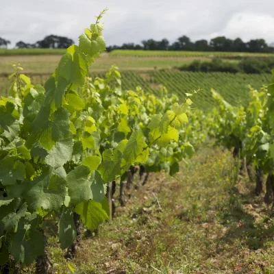 vignes