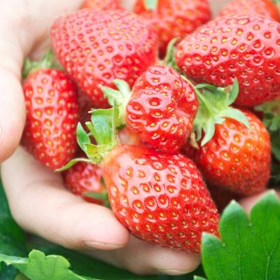 fraises - la toute petite ferme