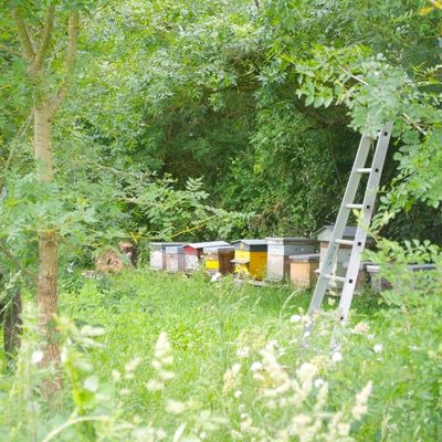 ruche la toute petite ferme