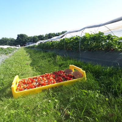 fraises la toute petite ferme