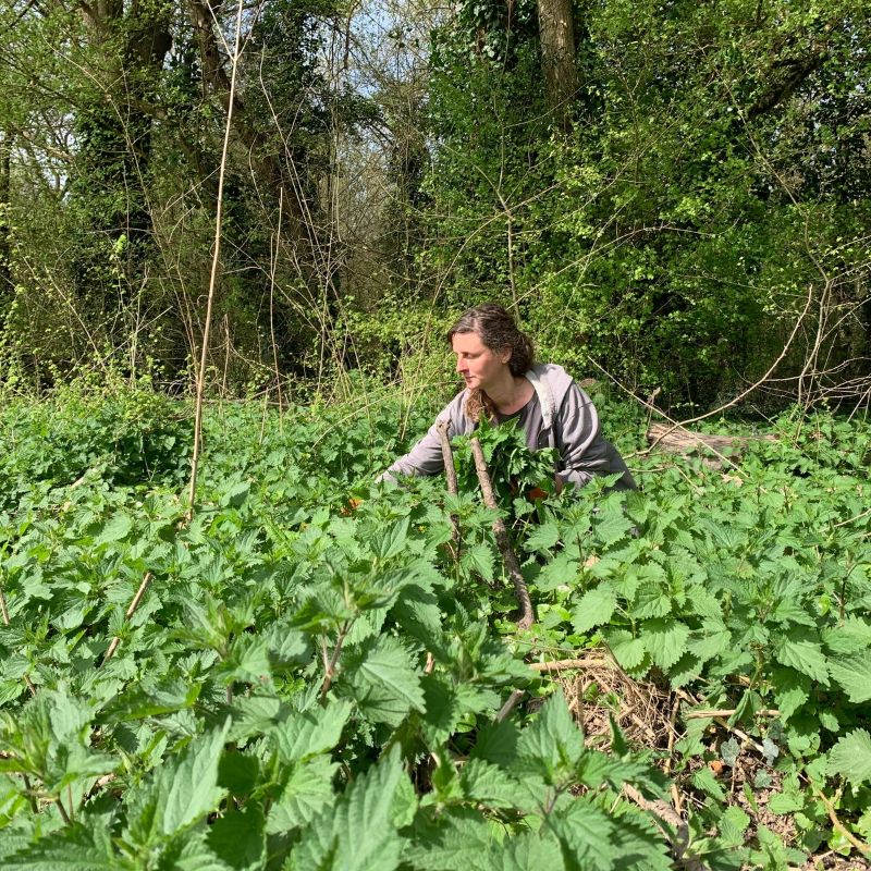 ORTIE CHÉRIEPlantes
